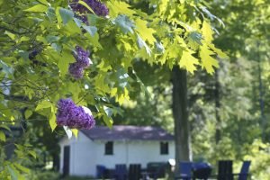 Vibrant purple lilacs bloom near a cottage and lawn at places to stay near sleeping bear dunes.
